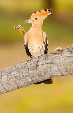 Hoopoe Stock Photos