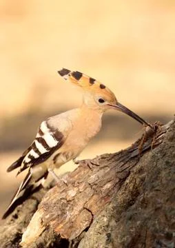 Hoopoe Stock Photos