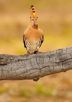 Hoopoe Stock Photos