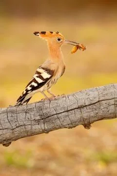 Hoopoe Stock Photos