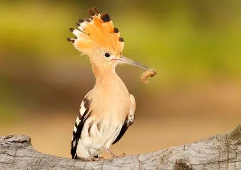 Hoopoe 스톡 사진