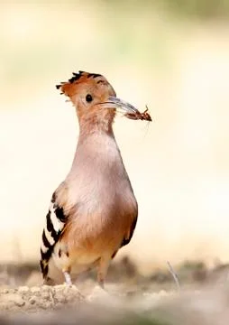 Hoopoe Stock Photos
