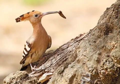 Hoopoe Stock Photos