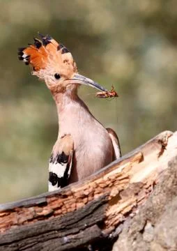 Hoopoe Stock Photos