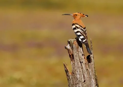 Hoopoe Stock Photos