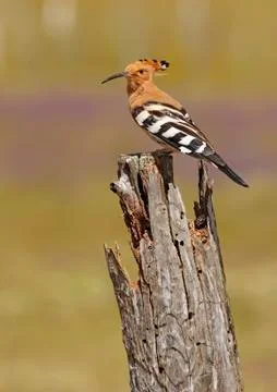Hoopoe Stock Photos