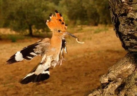 Hoopoe Stock Photos