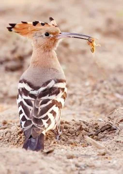 Hoopoe 스톡 사진