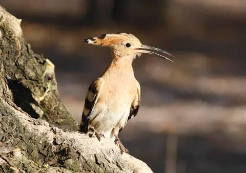 Hoopoe Stock Photos