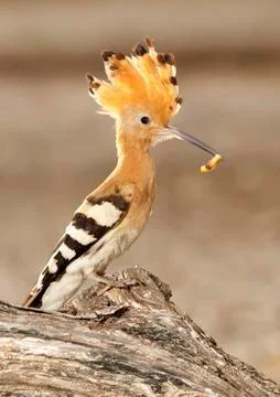 Hoopoe Stock Photos