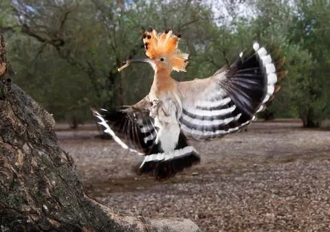 Hoopoe Stock Photos