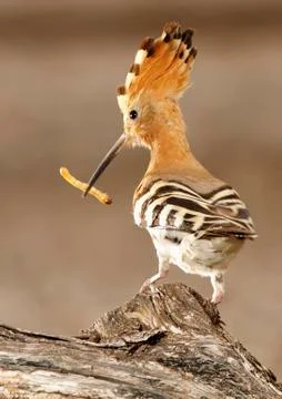 Hoopoe Stock Photos