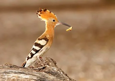 Hoopoe Stock Photos