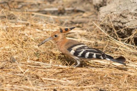 Hoopoe Stock Photos