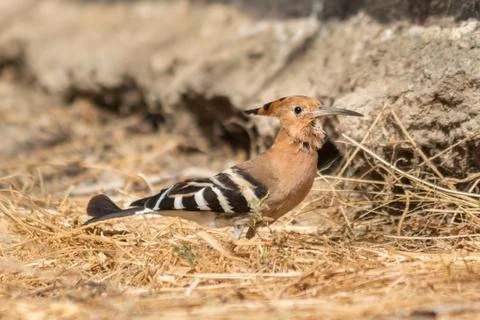Hoopoe 스톡 사진