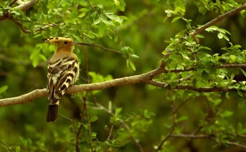 Hoopoe Stock Photos