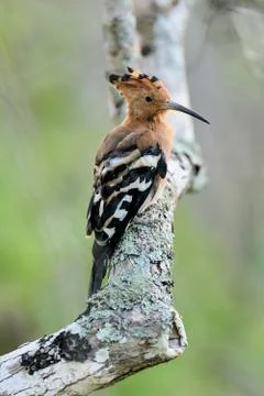Hoopoe Stock Photos