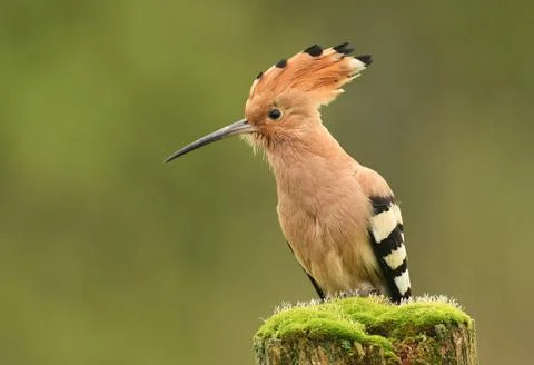 Hoopoe Stock Photos