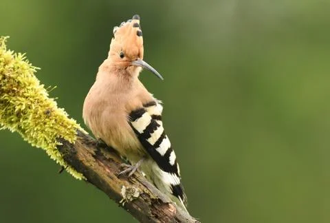 Hoopoe Stock Photos
