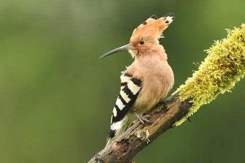 Hoopoe Stock Photos