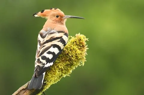 Hoopoe Stock Photos