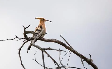 Hoopoe Stock Photos