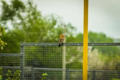 The hoopoe. Stock Photos