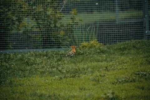 The hoopoe. Stock Photos