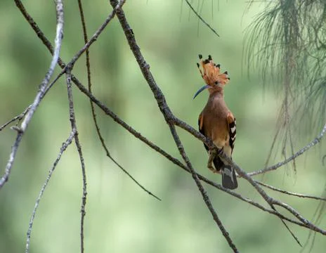 Hoopoe Stock Photos