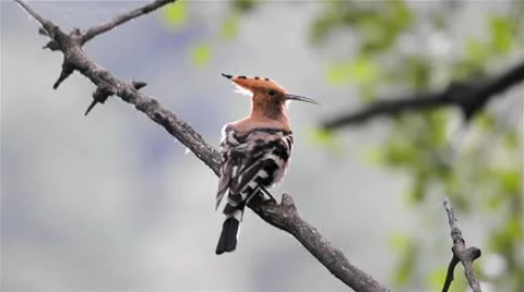 Hoopoe Preening Stock Footage 10764231