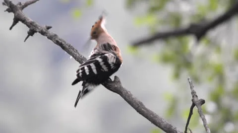 Hoopoe preening Stock Footage 23480796