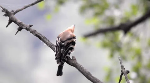 Hoopoe preening Stock Footage 23481553