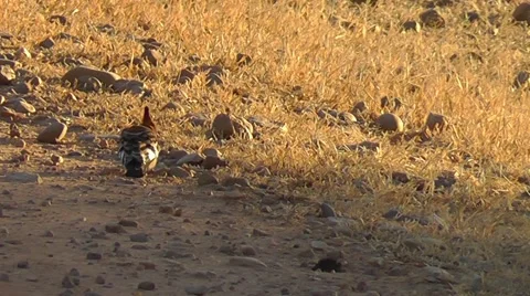 A Hoopoe probes the ground for insects by inserting its long bill Stock Footage 52446122