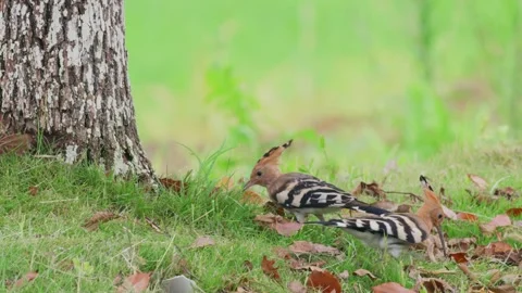 Hoopoe resting on grass Stock Footage 347487573