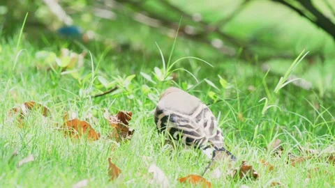 Hoopoe scenes closing Stock Footage 347487636