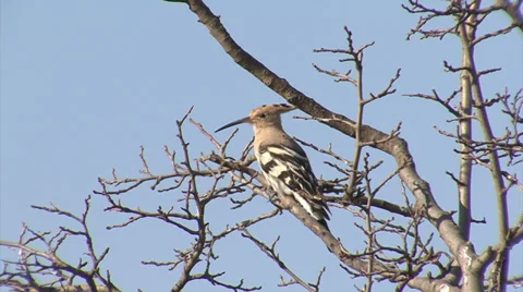 Hoopoe singing of top of the tree Video stock 37071565