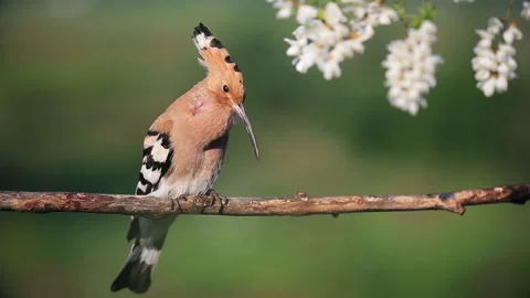 Hoopoe sings on a blossoming tree Stock Footage