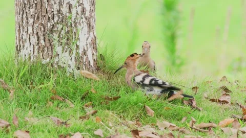 Hoopoe stretching wings Stock Footage 347487635