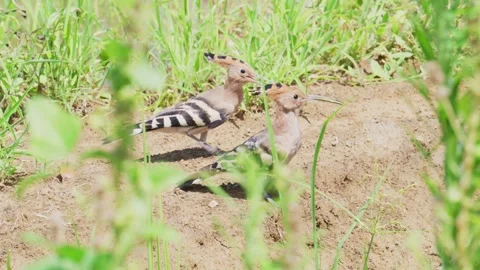 Hoopoe trailing scenes Stock-Footage 347487784