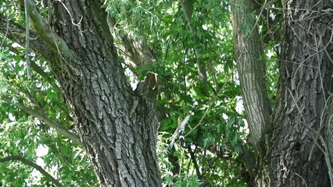 Hoopoe tree slowmo Stock Footage 148341736