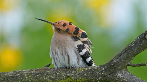 Hoopoe turning head, looking up, close up, 4K slow motion Stock Footage 329124832