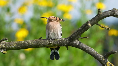 Hoopoe turning head, looking down, blinking eye, 4K slow motion Stock Footage 329119611