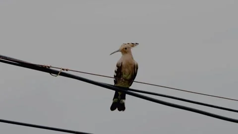 Hoopoe under tree Stock-Footage 347487517