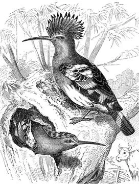 Hoopoe Upupa epops with erect feathered cap bird digitally restored Stock Illustration