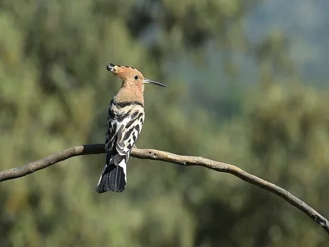 Hoopoe, Upupa epops Stock Footage 97252575