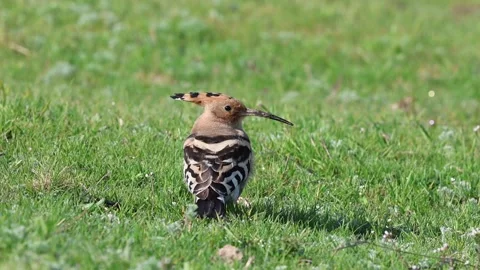 Hoopoe/ Upupa epops 库存影片 333646337