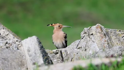 Hoopoe / Upupa epops Stockbeeldmateriaal 334860560