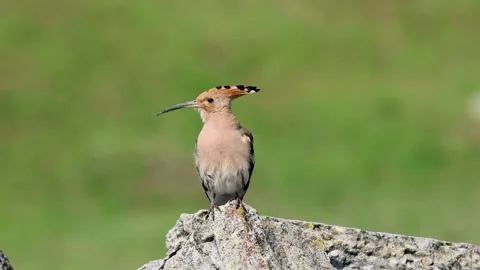 Hoopoe /Upupa epops Stockbeeldmateriaal 334860562