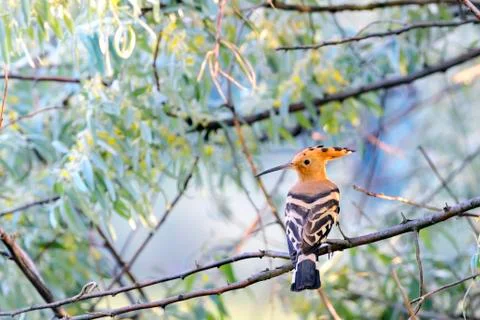 Hoopoe (upupa epops) Stock Photos
