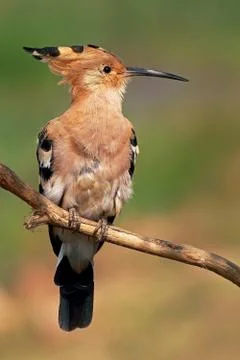 The hoopoe (upupa epops) Stock Photos